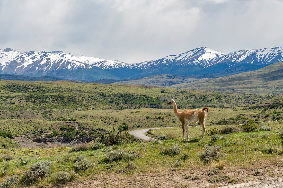 Guanaco with road and mountains in the background in summer. Torres del Paine National Park, Ultima Esperanza province, Magallanes region, Chile.