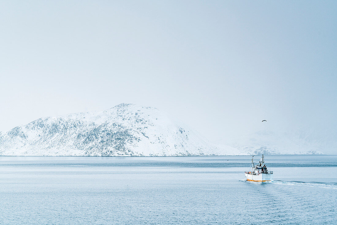 Fischerboot auf dem Fjord, mit Möwe über dem Schiff, Fredvang, Flakstad, Nordland, Nordnorwegen, Norwegen