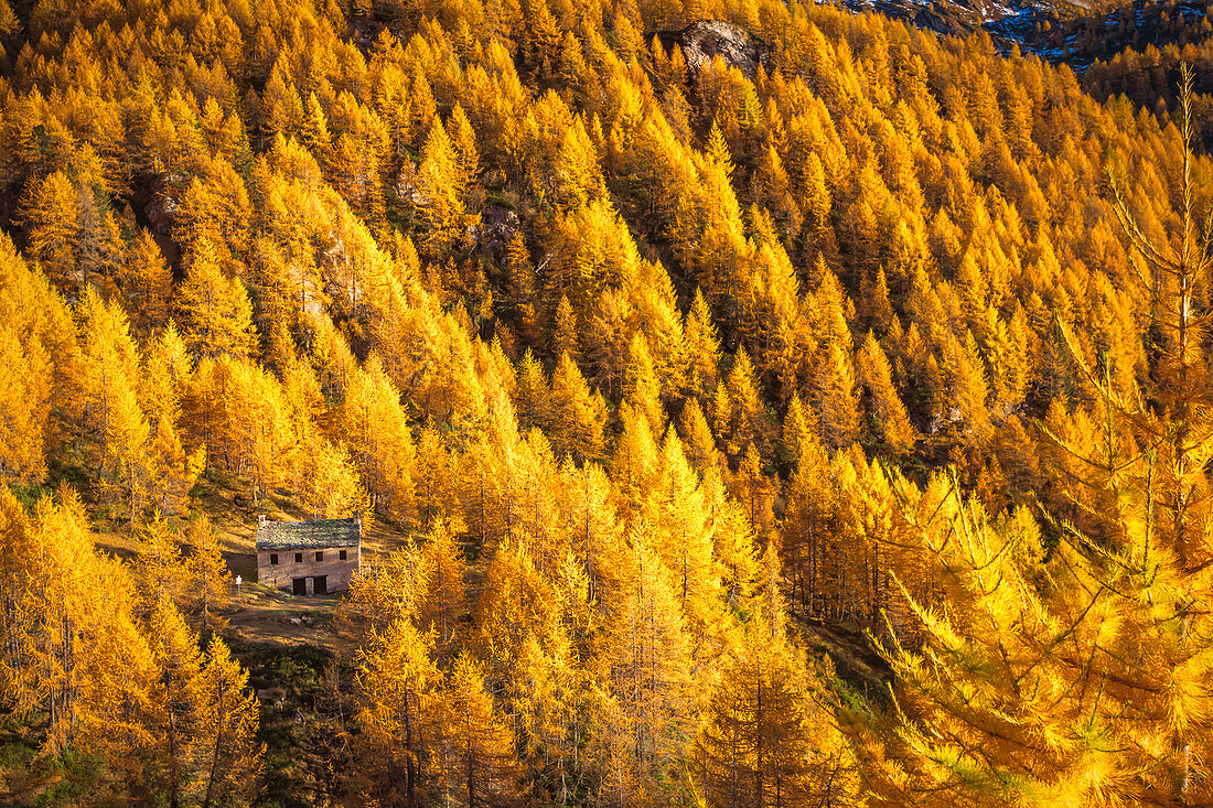 Home belong the larchs, Italy,Piedmont,Devero alp,Alpe Devero