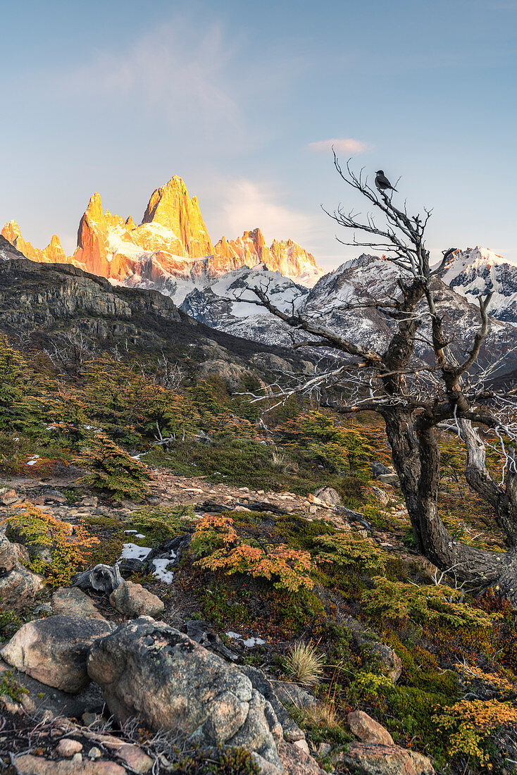 Fitz Roy range peaks with tree in autumnal landscape at dawn. El Chalten, Santa Cruz province, Argentina.