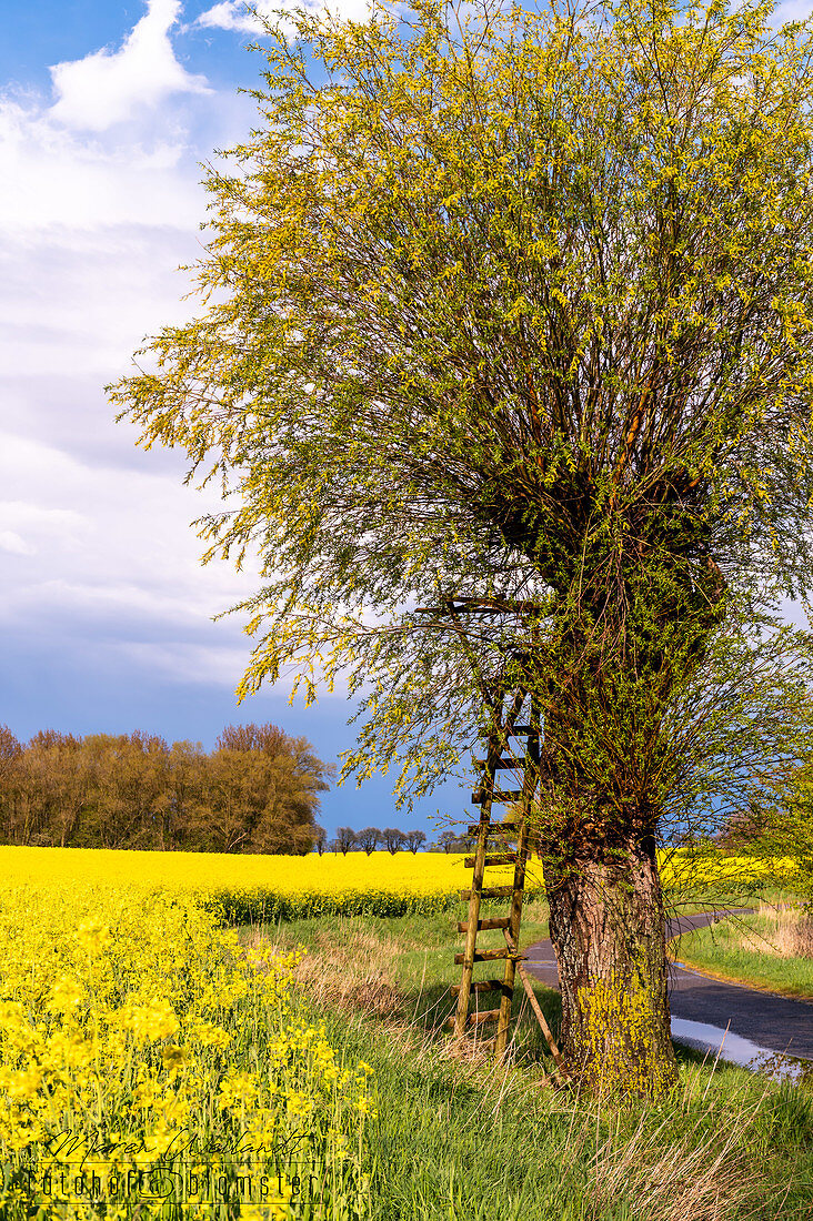 Rape field and tree with hunter's stand on a path in Siggeneben, East Holstein, Schleswig-Holstein, Germany
