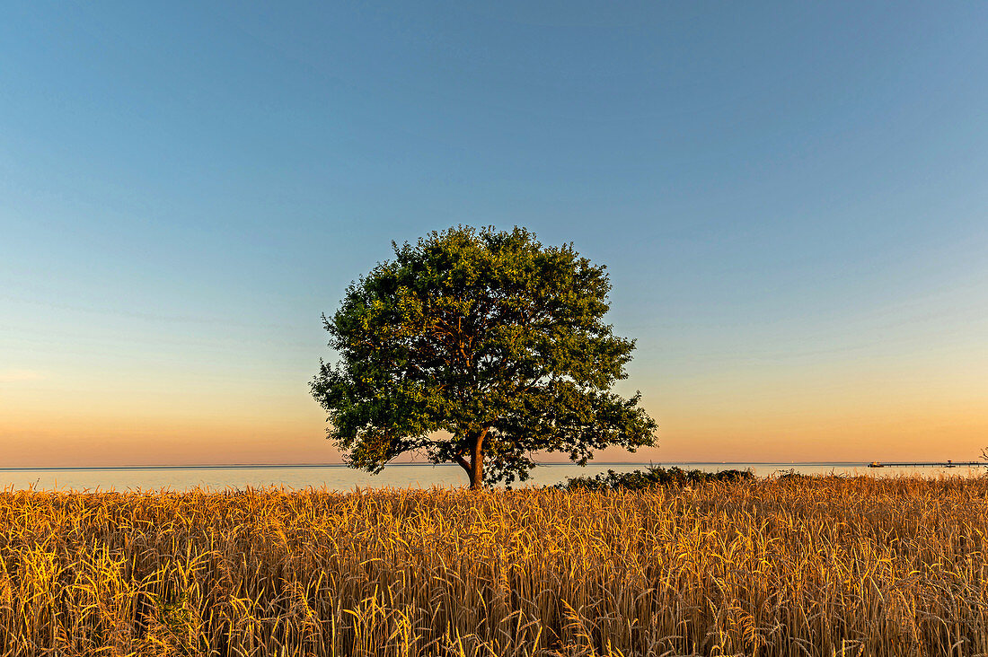 Baum im Weizenfeld mit Blick auf die Ostsee, Kellenhusen, Ostholstein, Schleswig-Holstein, Deutschland