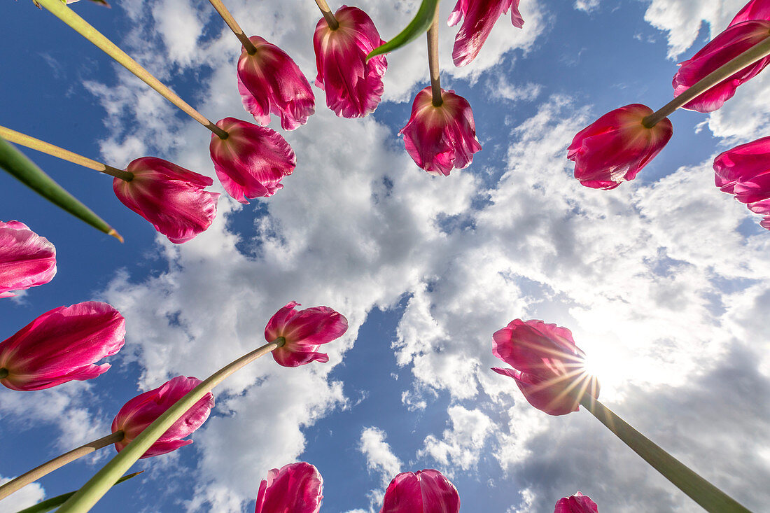 Untersicht von einem Feld mit rosa Tulpen (Gemeinde Lisse, Südholland, Niederlande)