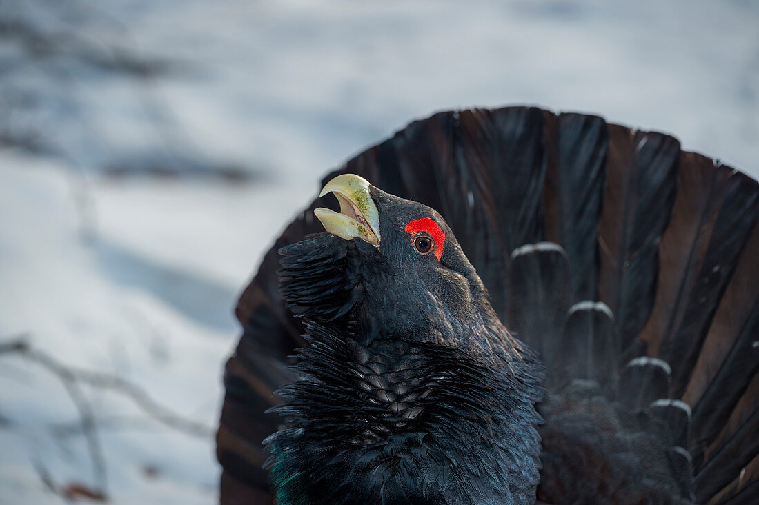 Portrait of the western capercaillie on the snow, Trentino Alto-Adige, Italy