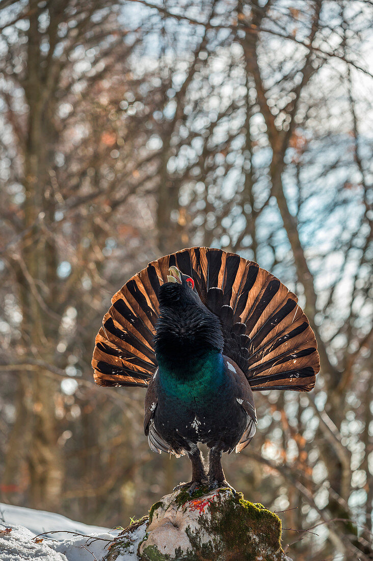 Das westliche Auerhuhn im Gegenlicht, Trentino Südtirol, Italien