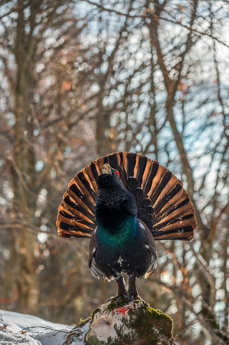 Display of the western capercaillie in backlight, Trentino Alto-Adige, Italy