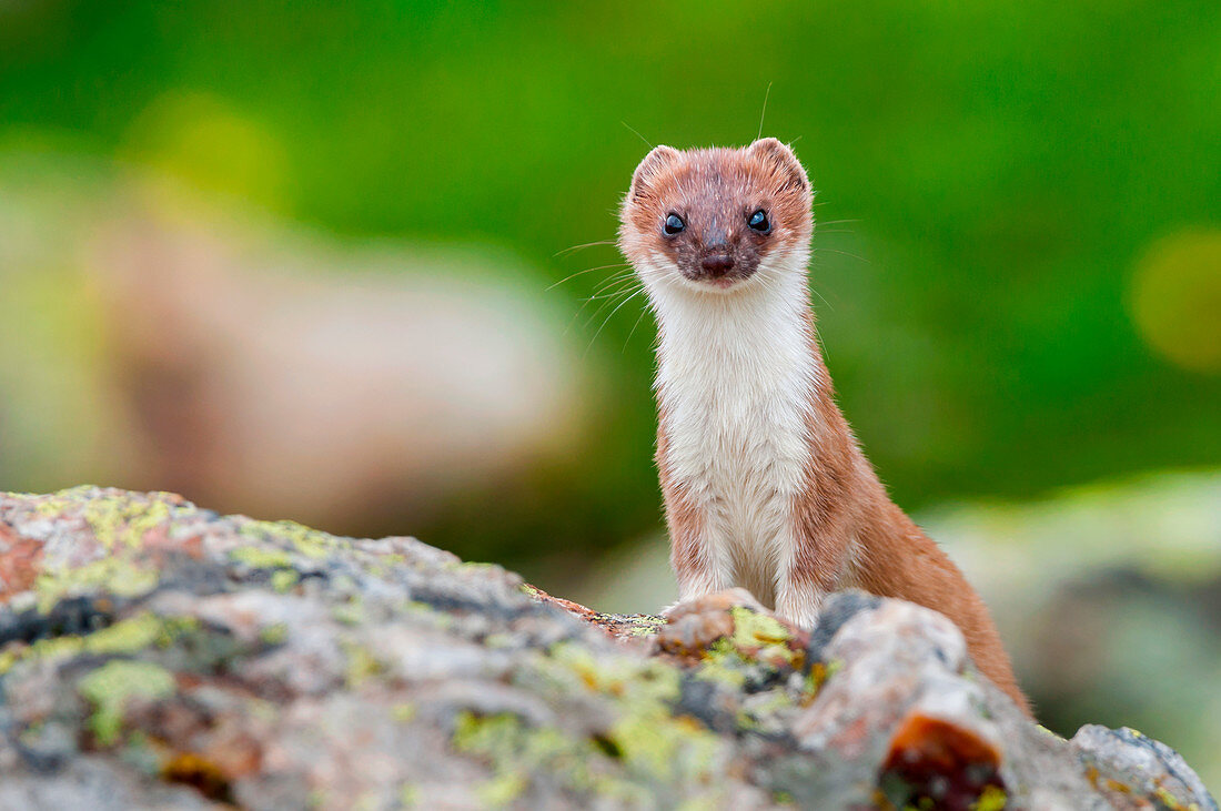 Ermine on rock, Trentino Alto-Adige, Italy