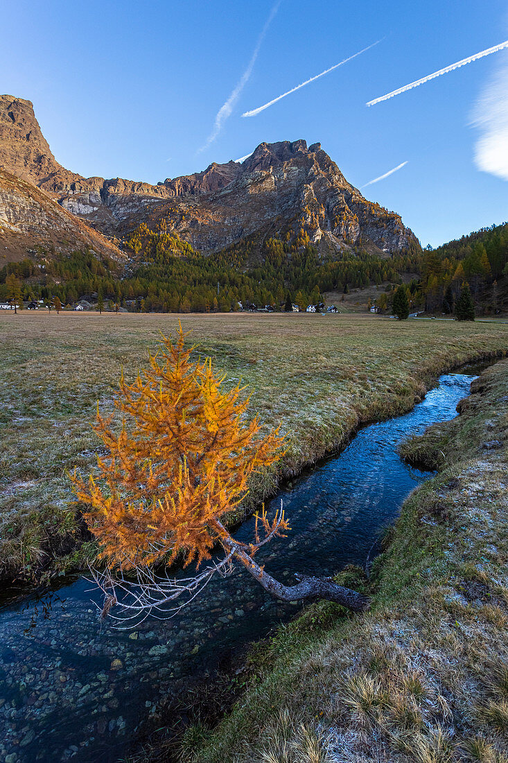 Ein einsamer Herbstbaum in der Nähe eines Baches bei Alpe Devero, Naturpark Alpe Veglia und Alpe Devero, Baceno, Verbano Cusio Ossola, Piemont, Italien, Europa