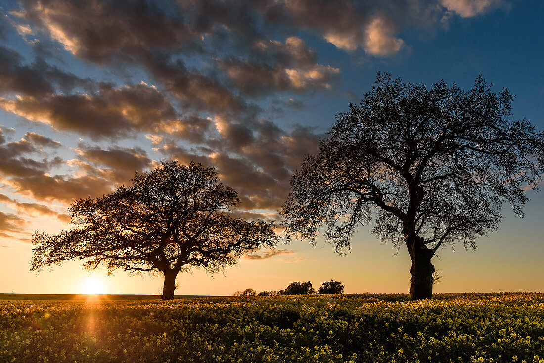 2 oaks in the rapeseed field, evening light, Ostholstein; Schleswig-Holstein, Germany