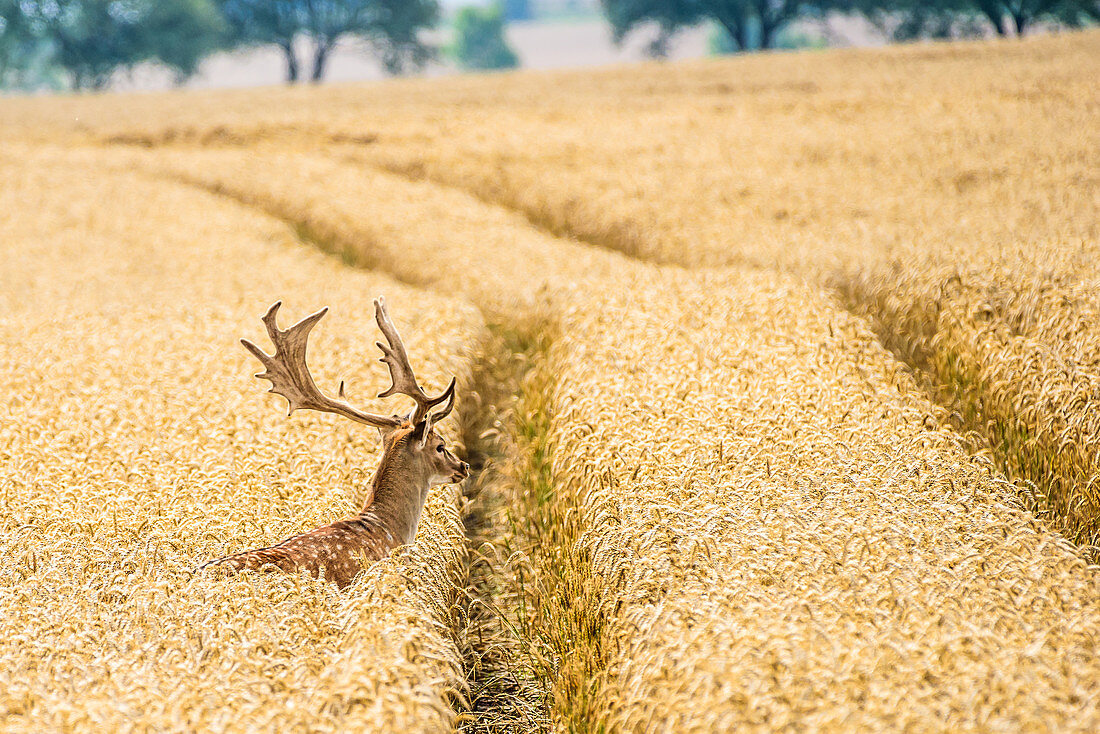 Fallow deer in the wheat field, Ostholstein, Georgshof, Schleswig-Holstein, Germany