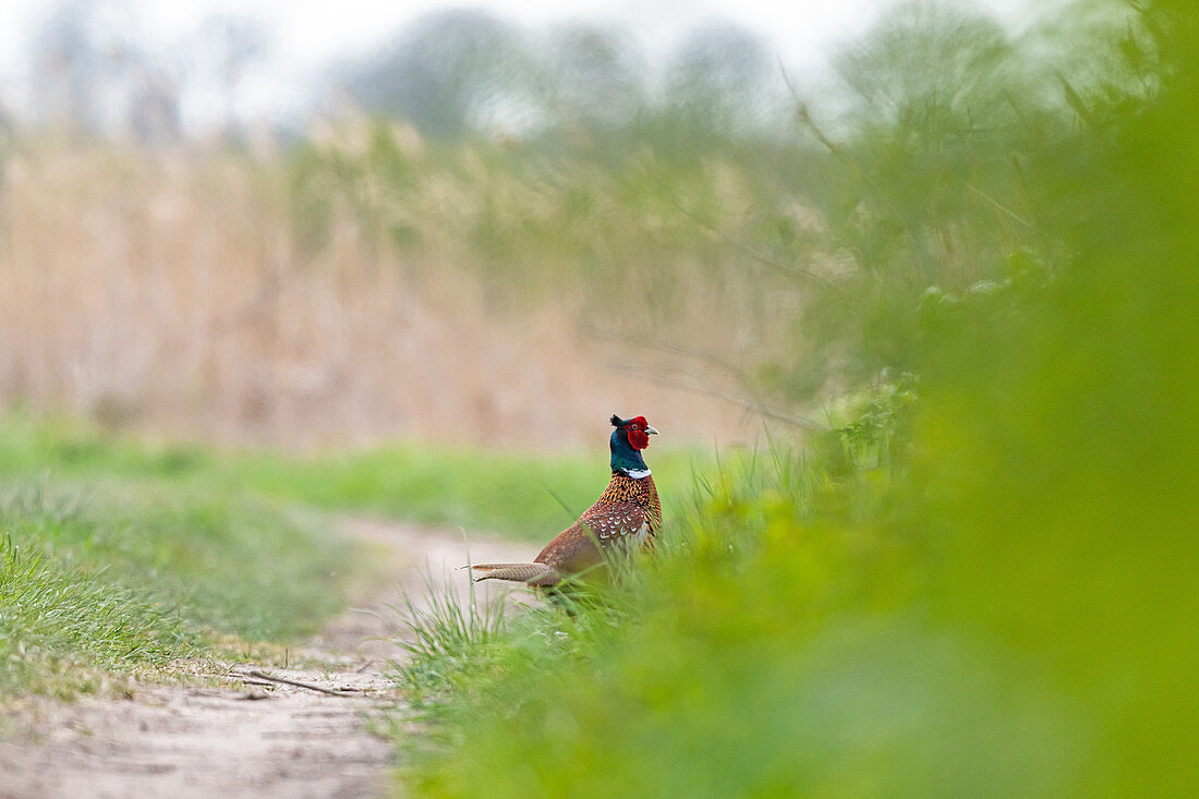 Fasan, Männchen, auf einem Feldweg,  Klostersee, Ostholstein, Schleswig-Holstein, Deutschland