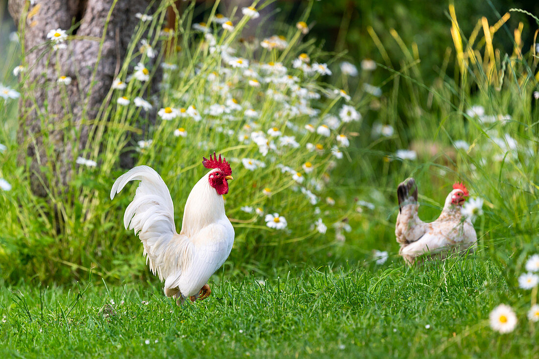 White rooster in front of Margariten, Ostholstein, Schleswig-Holstein, Germany