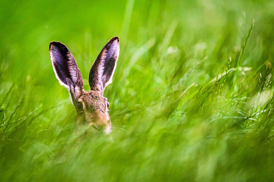 Brown hare in the grass