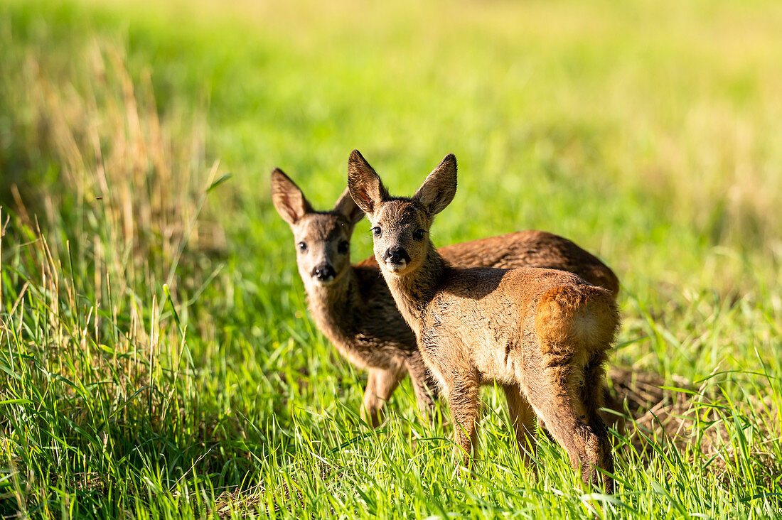 2 fawns on the edge of the field, Ostholstein, Schleswig-Holstein, Germany