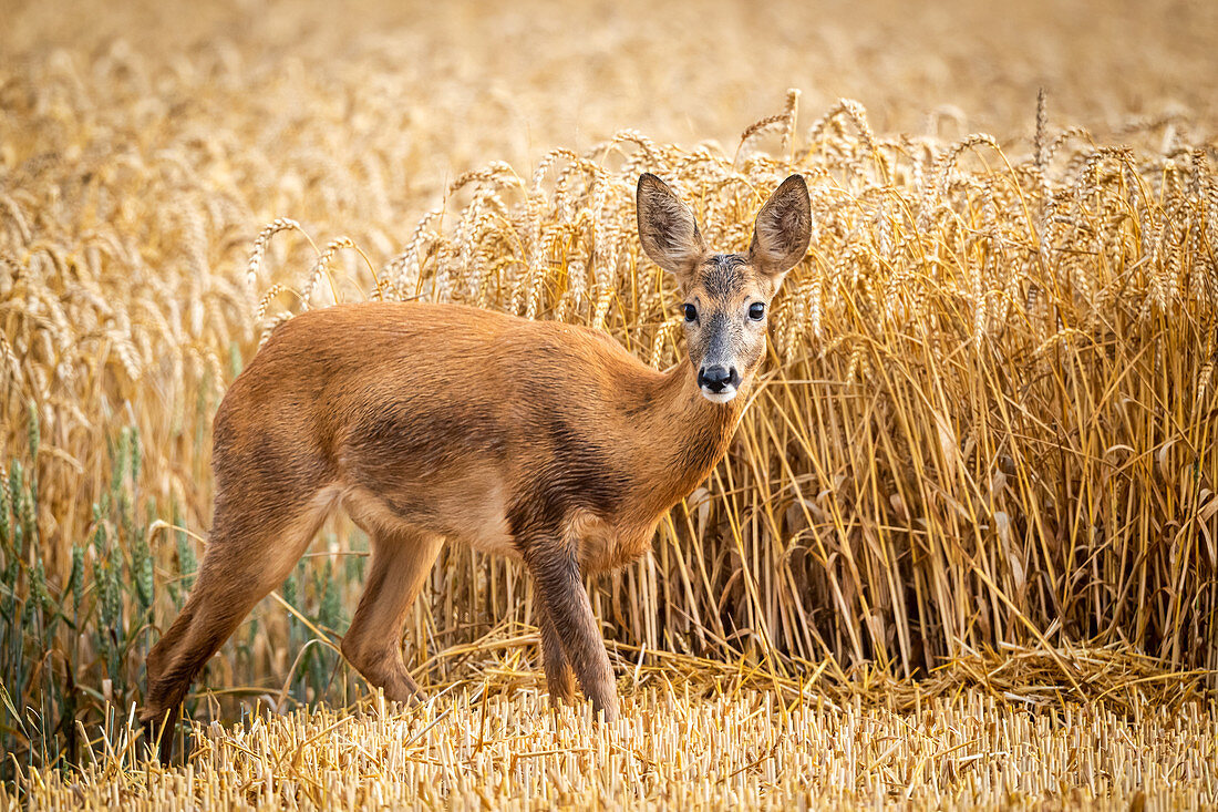 Rehwild, weiblich am Weizenfeld, Georgshof, Ostholstein, Schleswig-Holstein, Deutschland