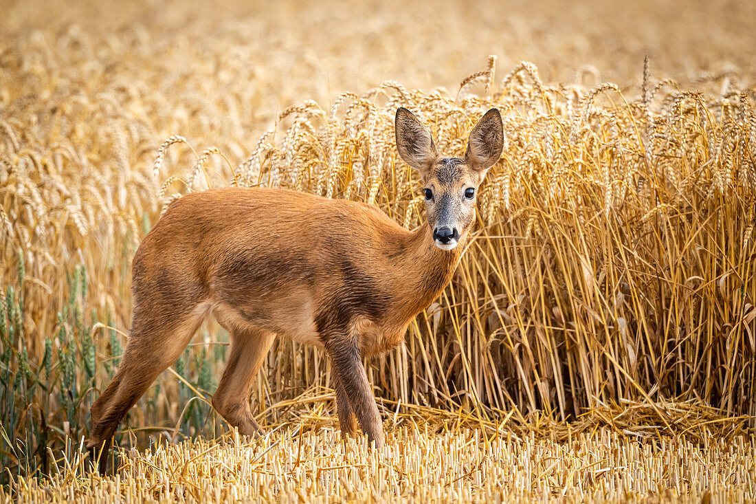 Roe deer, female in wheat field, Georgshof, Ostholstein, Schleswig-Holstein, Germany