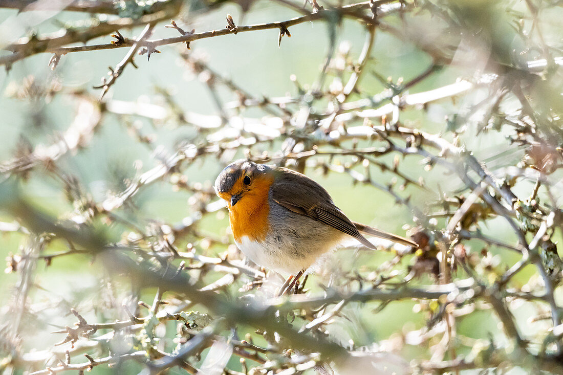 European robin in the thorn bush, Ostholstein, Schleswig-Holstein, Germany