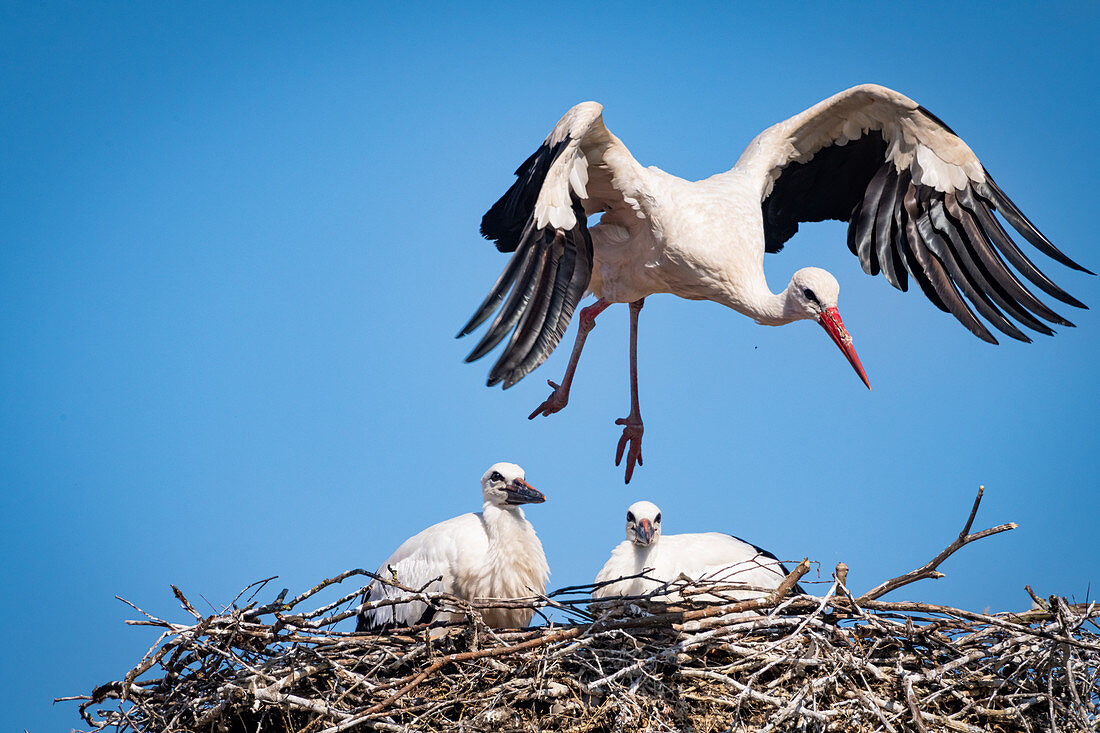 Storks, old stork with 2 young storks in the nest, Haus Avalon, pit, Ostholstein, Schleswig-Holstein, Germany