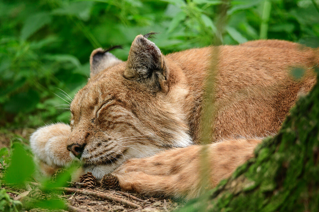 Luchs schläft, Lynx, Wildpark Poing, Oberbayern, Bayern, Deutschland