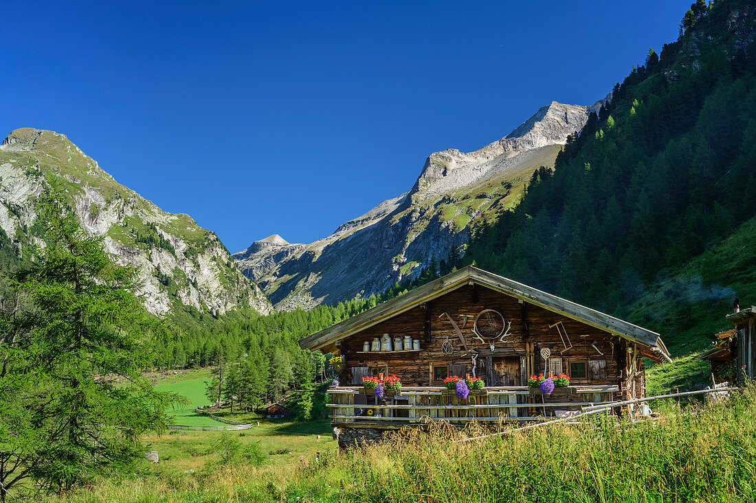 Blumengeschmückte Alm mit Hoher Kasten im Hintergrund, Glocknergruppe, Nationalpark Hohe Tauern, Osttirol, Österreich