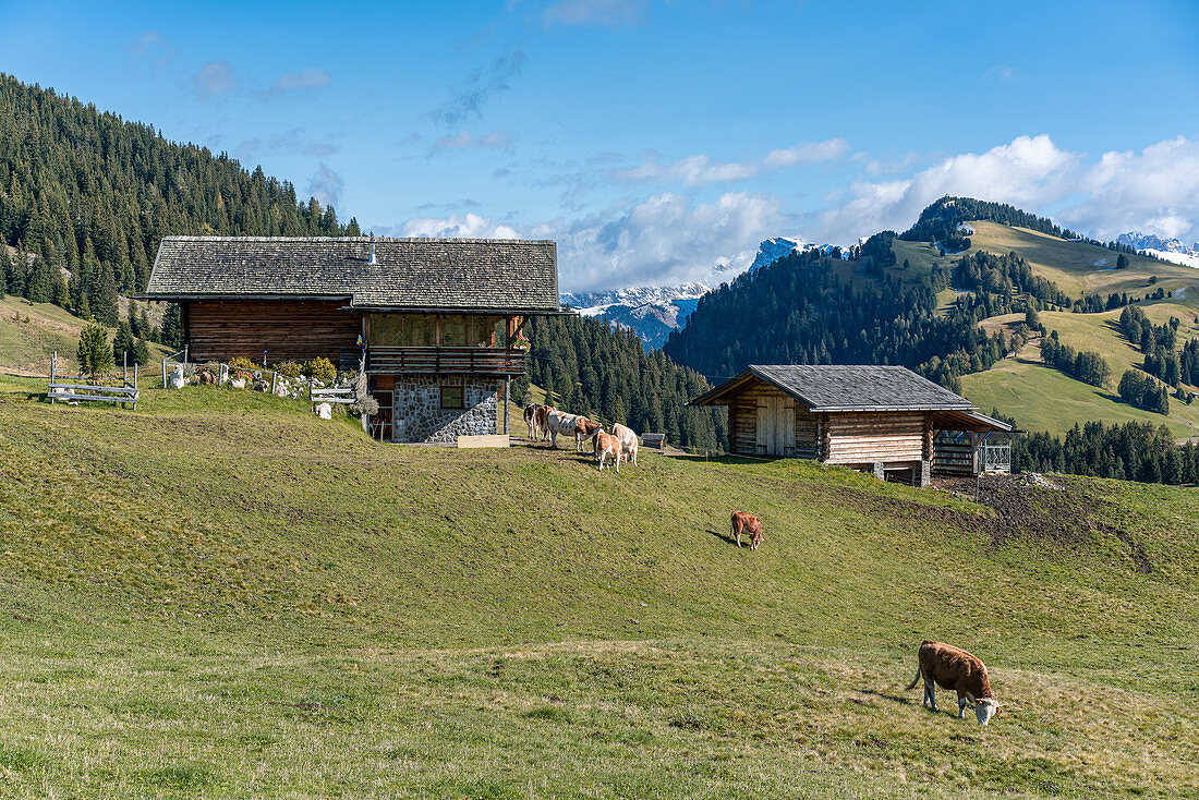 Farmhouse and cows on the Seiser Alm in South Tyrol, Italy
