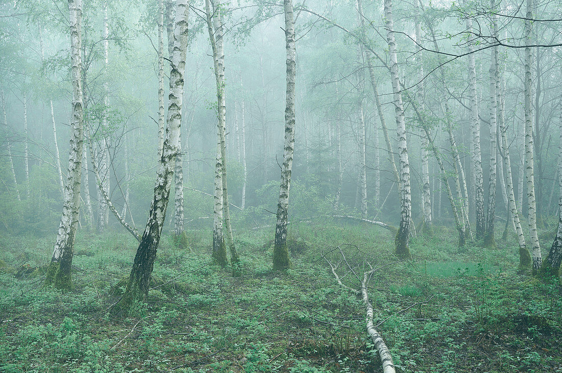 Spring morning mist in the birch forest, Bavaria, Upper Bavaria, Germany