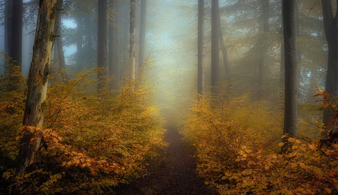 November morning in the foggy beech forest, Bavaria, Upper Bavaria, Germany