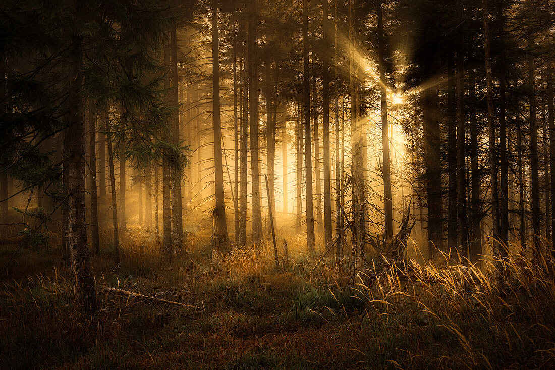 Septembermorgen im Wald oberhalb von Kochel am See, Bayern, Oberbayern, Deutschland