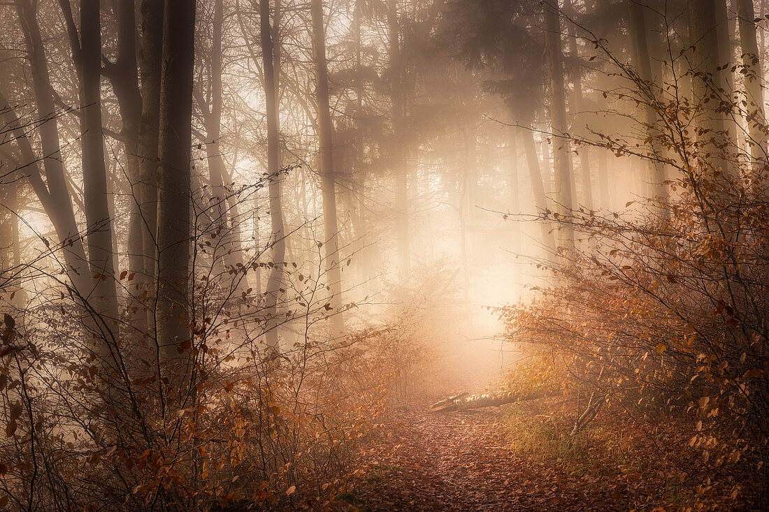 Rotbuchenwald an einem Novembermorgen, Wald in Bayern, Oberbayern, Deutschland