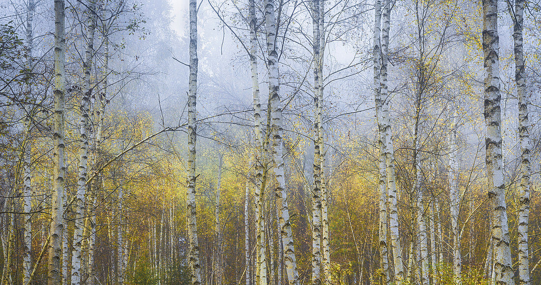 Fog morning in the autumn birch forest, Bavaria, Upper Bavaria, Germany