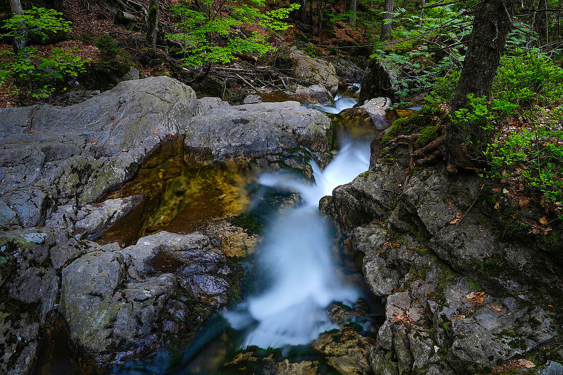 Kleiner Bergbach im Bayerischen Wald, Wildbach, Nationalpark Bayerischer Wald, Niederbayern, Bayern, Deutschland