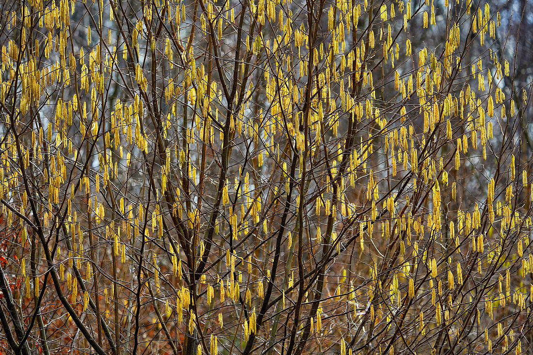 Blooming hazelnut bush, Upper Bavaria, Bavaria, Germany