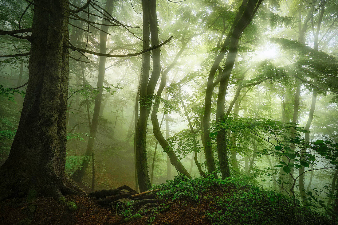 Foggy morning in the springtime beech forest, Bavaria, Germany