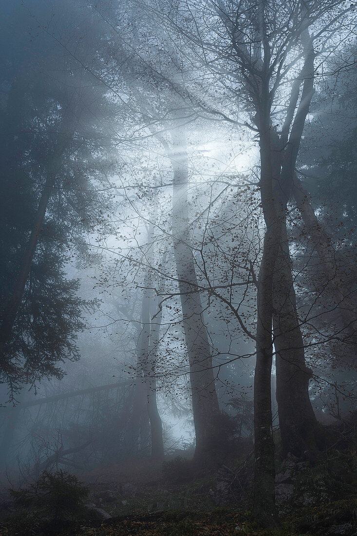 Nebel im Wald bei Kochel, Bayern, Deutschland