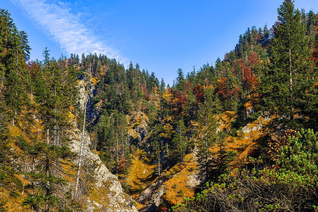 Herbstlicher Bergwald auf dem Weg zur Benediktenwand, Jachenau, Oberbayern, Bayern, Deutschland