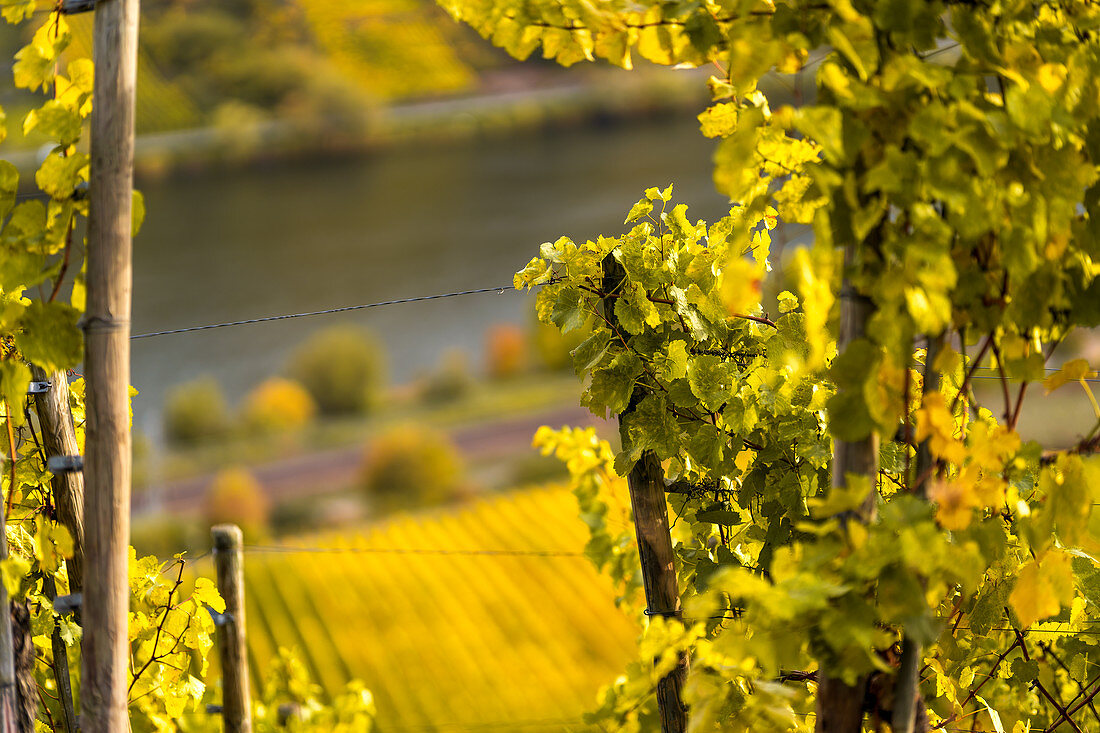 Vine leaves over the Moselle, Winningen, Rhineland-Palatinate, Germany