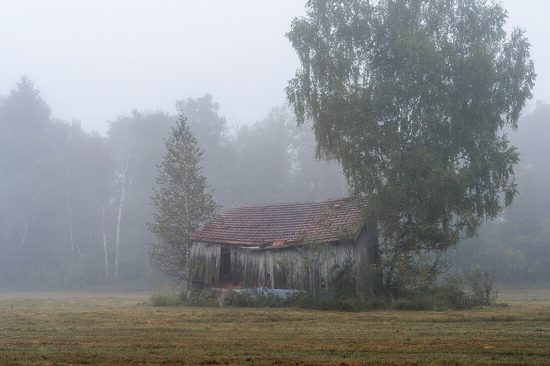 Old shed in the moor, Weilheim, Upper Bavaria, Bavaria, Germany