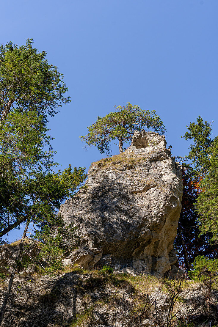 Bergkiefer und Felsen, Ohlstadt, Oberbayern, Bayern, Deutschland