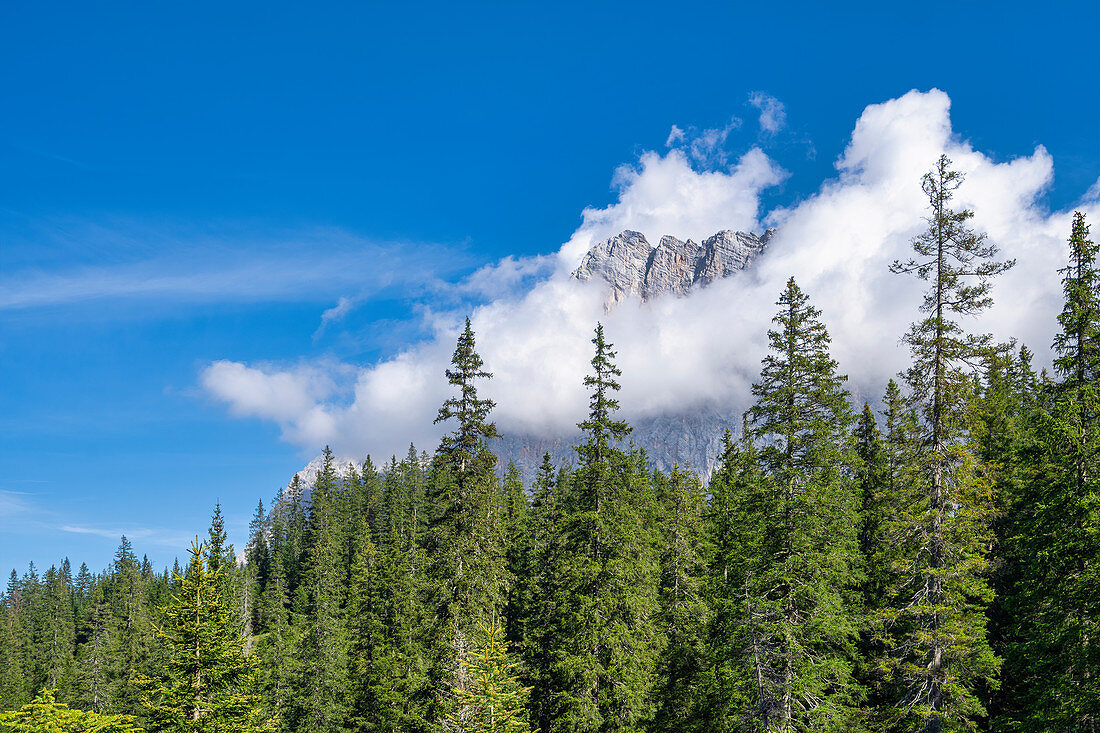 Bergwald vor der in Wolken gehüllten Zugspitze, Ehrwald, Tirol, Österreich