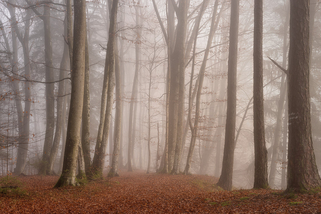 November morning in the beech forest, Upper Bavaria, Bavaria, Germany
