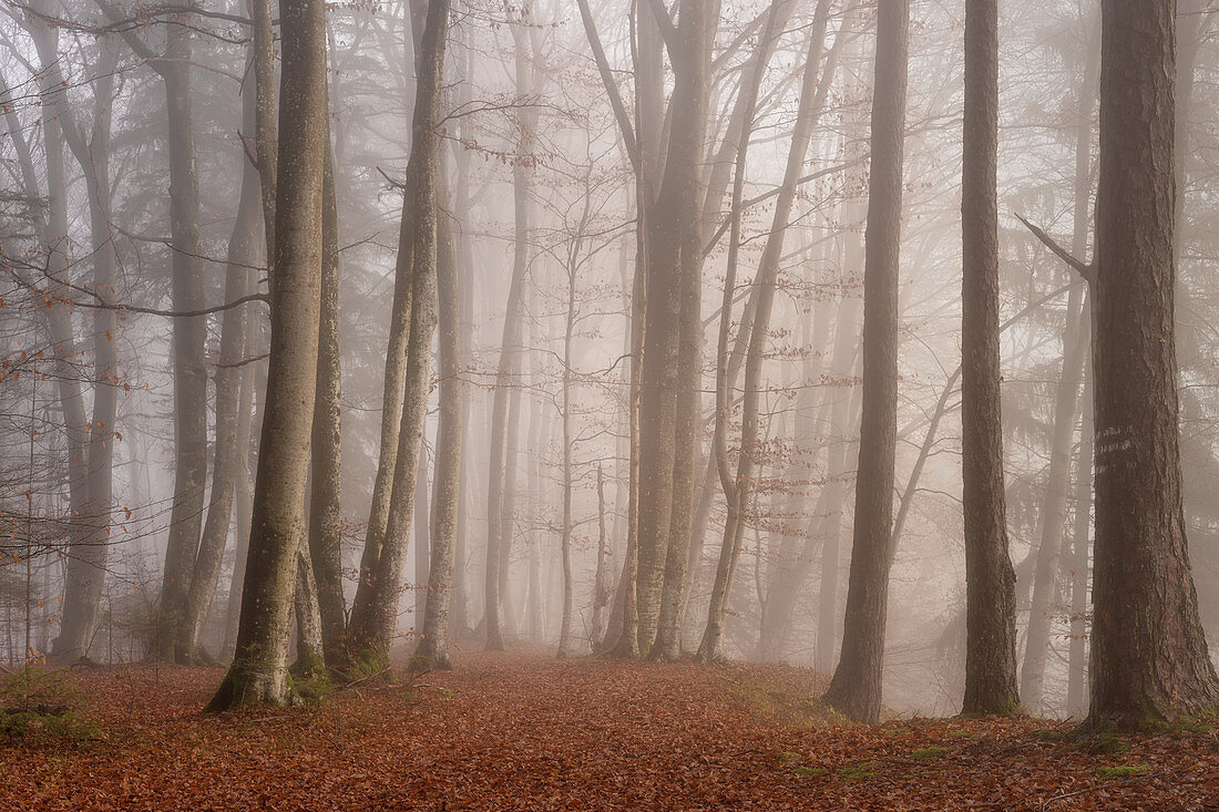 Novembermorgen im Buchenwald, Oberbayern, Bayern, Deutschland