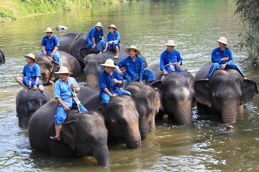 Thailand, Lampang, Elephant Conservation Centre, asian elephants, elephas maximus, 