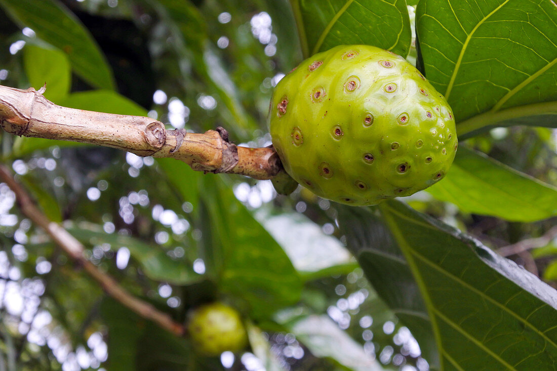 Cheese fruit grows on Noni fruit tree (Morinda Citrifolia plant) in Rarotonga, Cook Islands. The Noni plant parts and fruit are found to be helpful as medicine from ancient times and particularly in the Pacific region. Food background and texture. Copy space