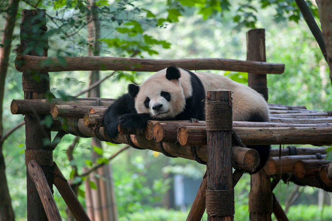 Ein Riesenpanda (Ailuropoda melanoleuca) im Chengdu Panda Zuchtzentrum in Chengdu, Provinz Sichuan in China.