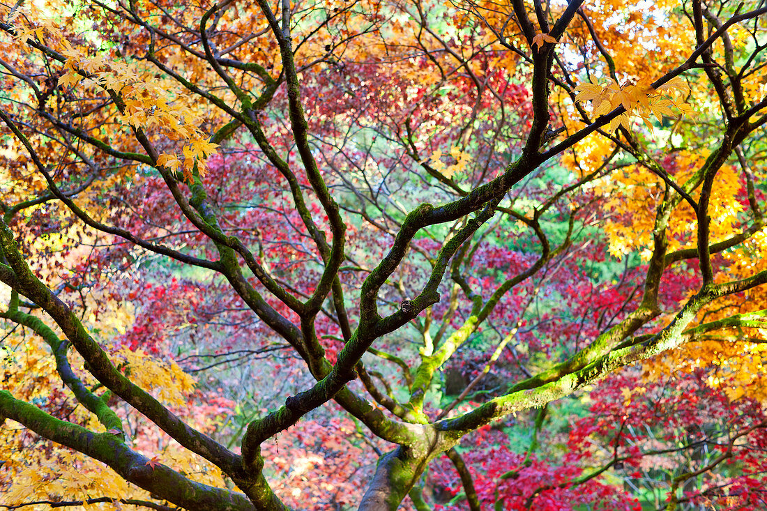 Bäume in Herbstfarben im Westonbirt Arboretum, Gloucestershire, UK