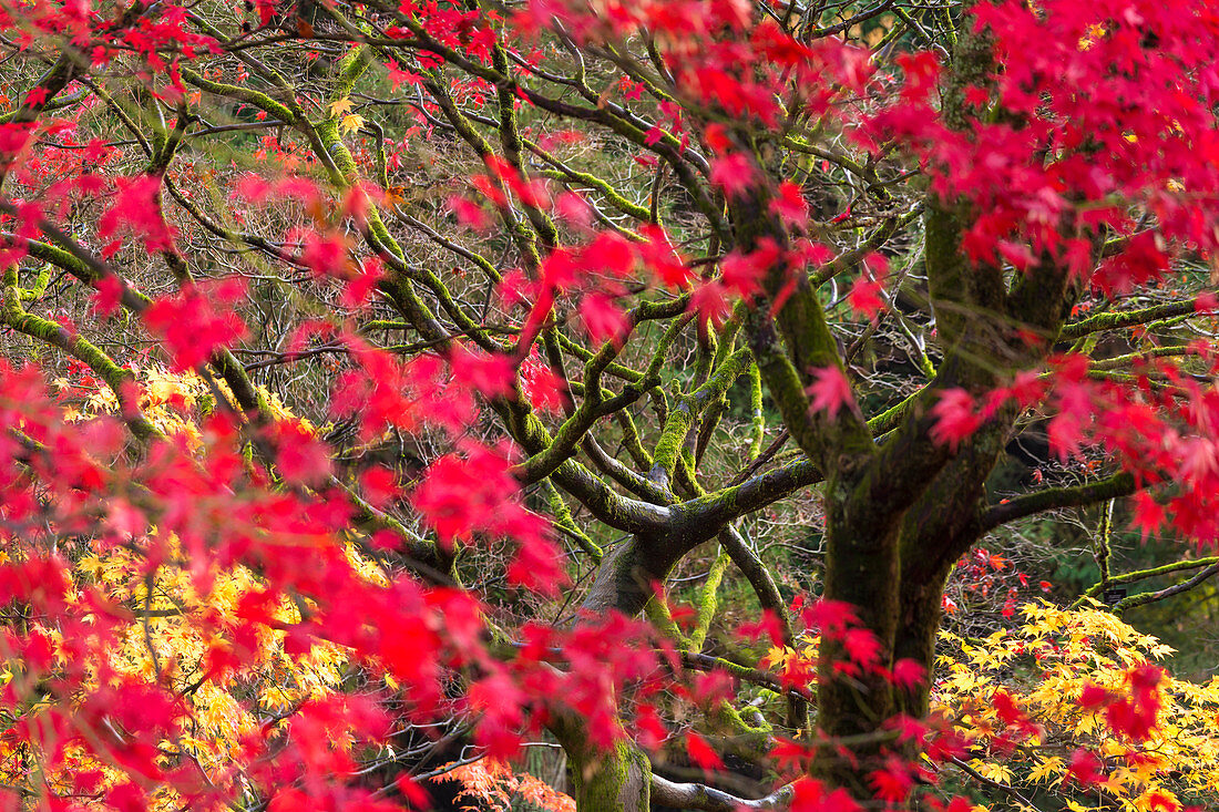 Nahaufnahme des japanischen Ahorns im Nationalen Arboretum, Westonbirt, Gloucestershire, England