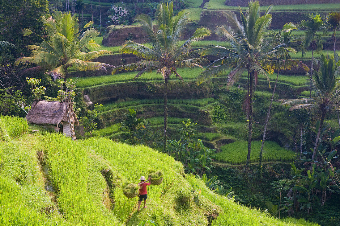 Mann auf dem Reisfeld nahe Ubud, Bali, Indonesien