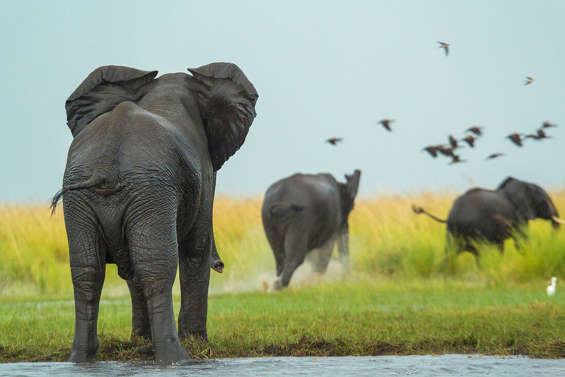 Elephant walking through water, Chobe National Park, Botswana, Africa