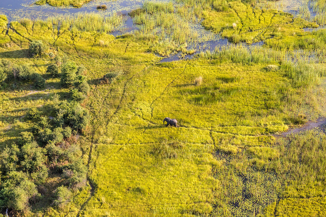 Luftaufnahme des Elefanten, Okavango Delta, Botswana, Afrika