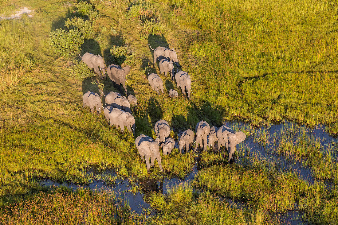 Aerial view herd of elephants, Okavango Delta, Botswana, Africa